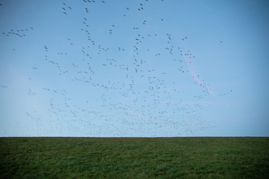 Ein riesiger Schwarm Wildgänse über dem Deich am Westerburer Polder