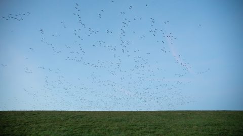 Ein riesiger Schwarm Wildgänse über dem Deich am Westerburer Polder