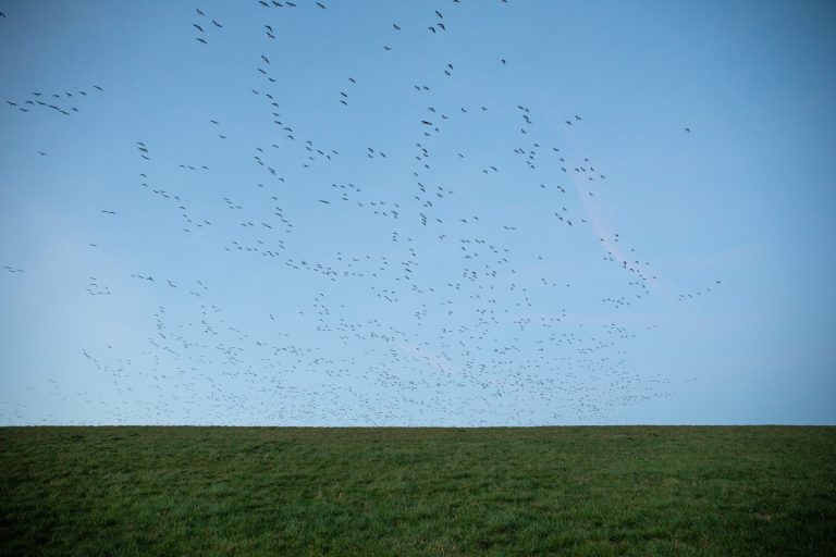 Ein riesiger Schwarm Wildgänse über dem Deich am Westerburer Polder