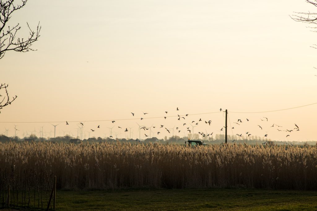 Schwarm Zugvögel über dem Schilfgürtel im Westerburer Polder im Abendlicht